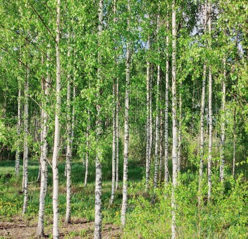 Koivut v4